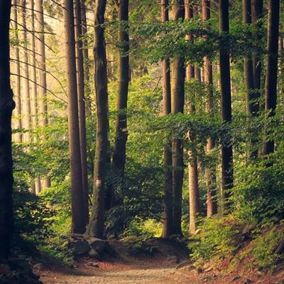 电竞滚球平台app