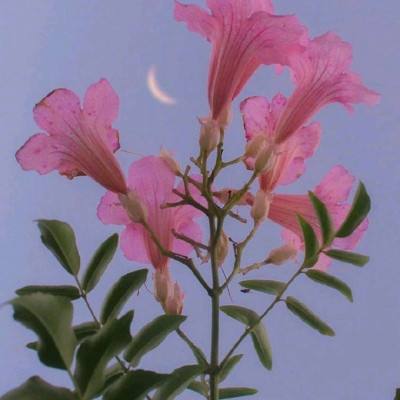 共筑零碳的数智伙伴：阳光慧碳的...